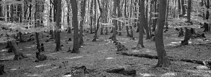 Offener Buchenwald