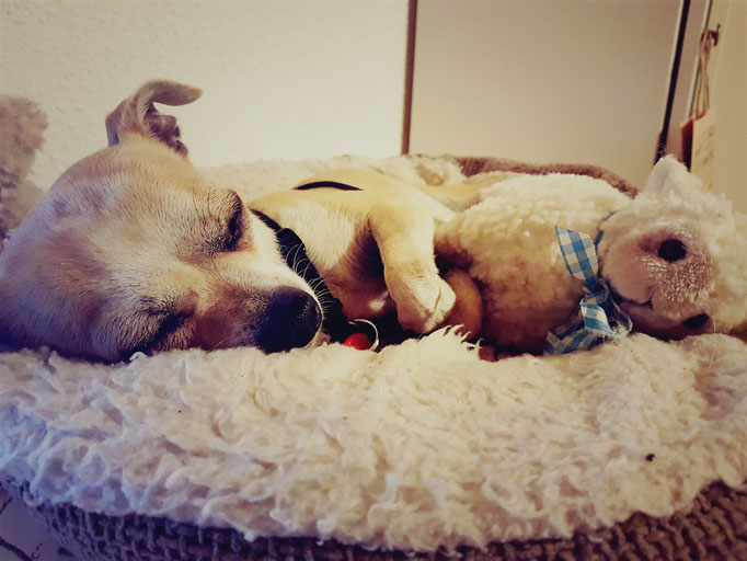 Individuelle Hundeschule, Hundetraining, Verhaltenstraining, Wäschenbeuren, Göppingen, Treue Hundpfoten