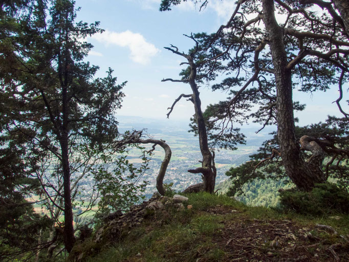 fast zuoberst mit Aussicht hinunter ins Seeland