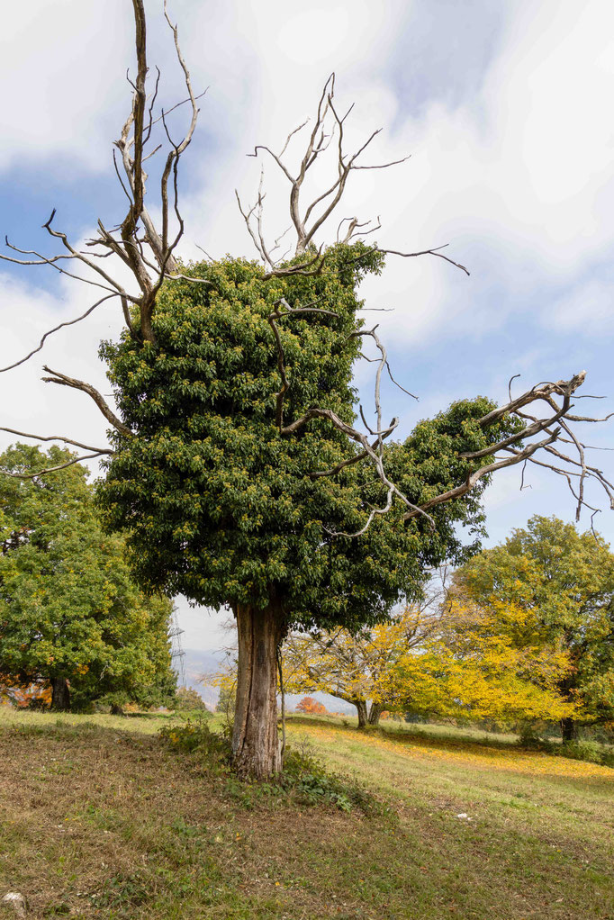 (Hedera helix) Efeu Bäzingenberg