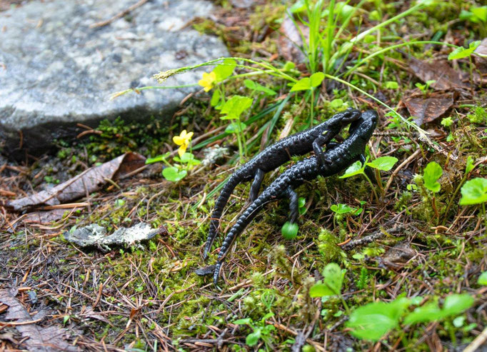 Bergsalamander nach einem Regentag