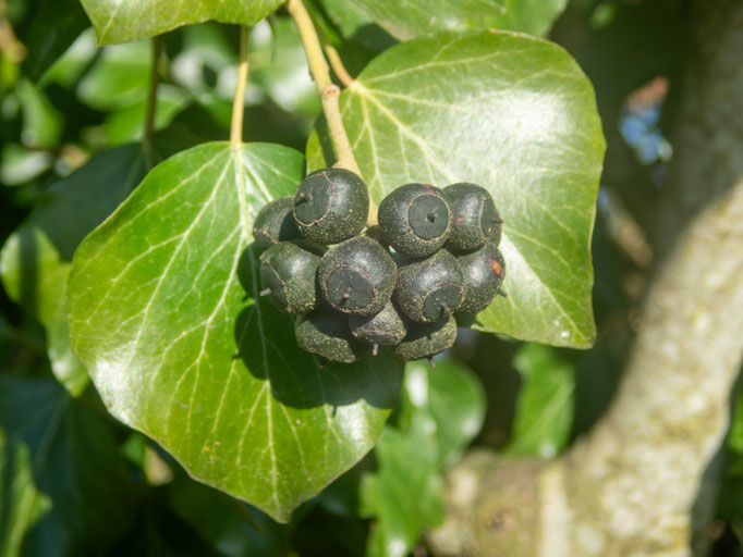 (Hedera helix) Efeu Beeren