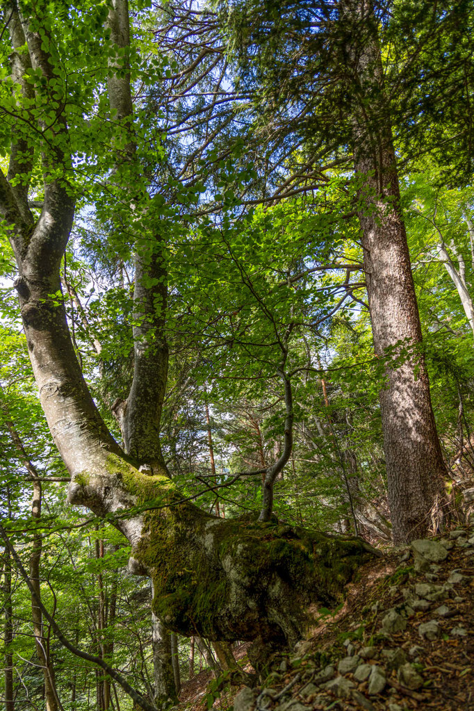 Buche UNESCO Bettlachstock
