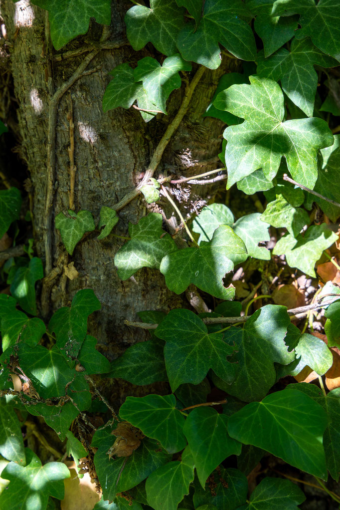 (Hedera helix) junger Efeu
