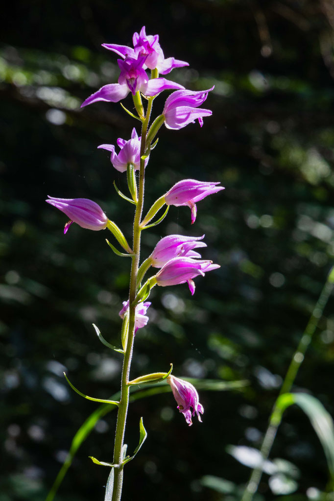 Orchidee rotes Waldvögelein  UNESCO Bettlachstock