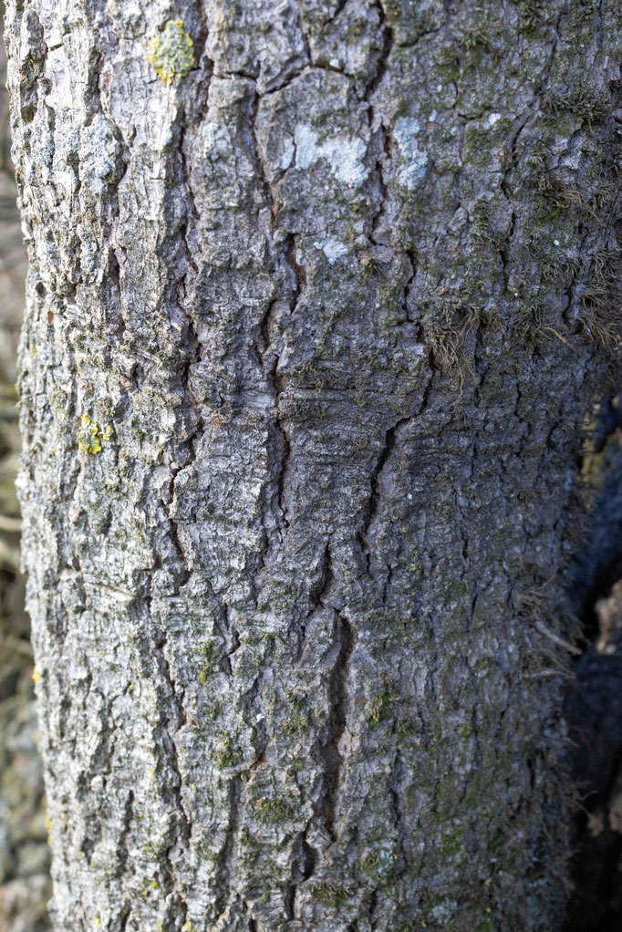 (Hedera helix) Efeu Rinde