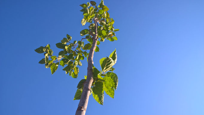 Myrta, der Baum ist bereits so groß. Als ganzes passte er nicht auf das Bild. Es war die erste Spende die wir bekamen. Gut ein Jahr her (Frühjahr 2016?)