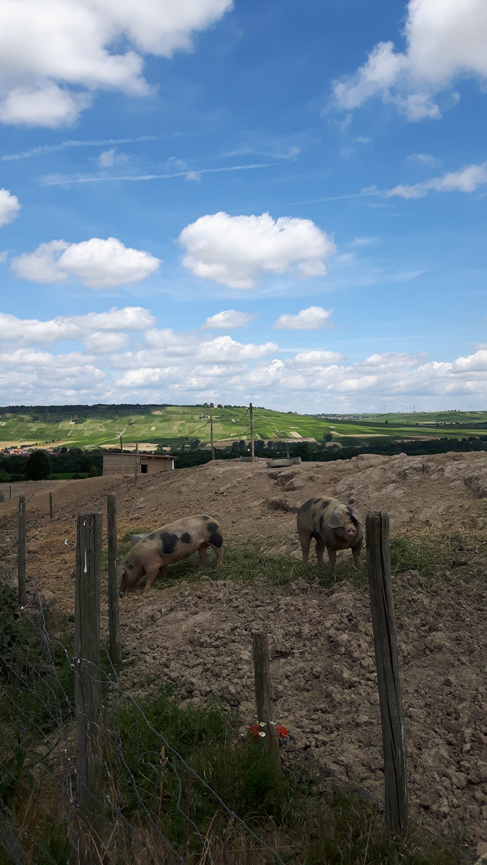 Schweine Verbinden Schweine Verbinden