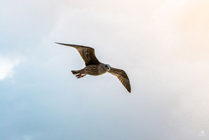 © Mathieu Prat - Photographe - Bayonne - Pays Basque