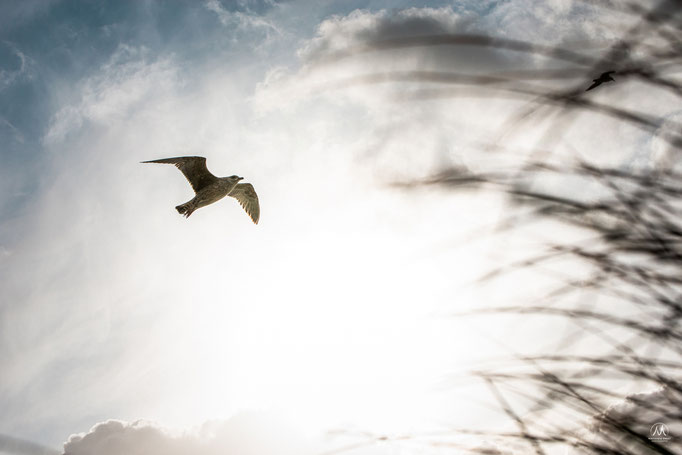 © Mathieu Prat - Photographe - Bayonne - Pays Basque