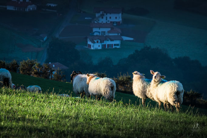 © Mathieu Prat - Photographe - Bayonne - Pays Basque