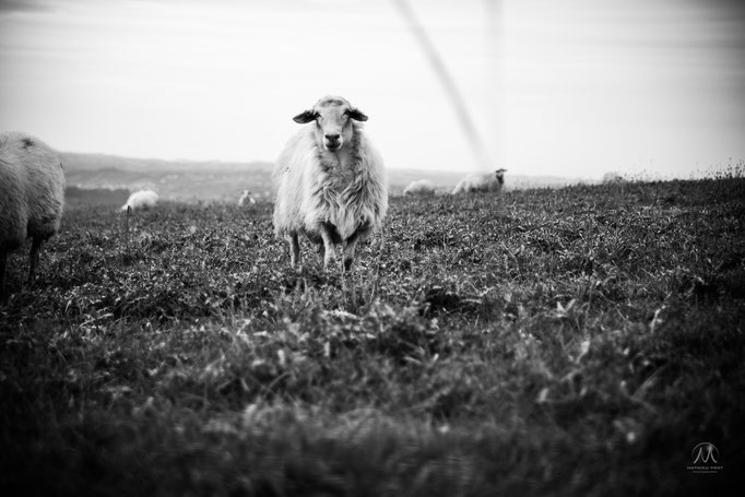 © Mathieu Prat - Photographe - Bayonne - Pays Basque