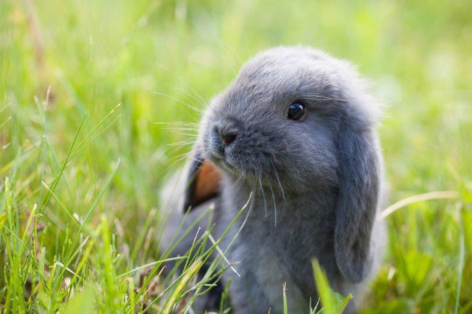 Kaninchen im Gras