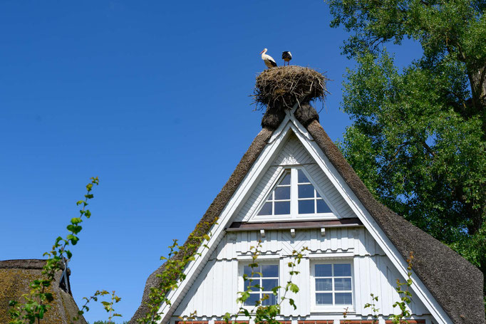 Storchen Nester auf vielen Dächern