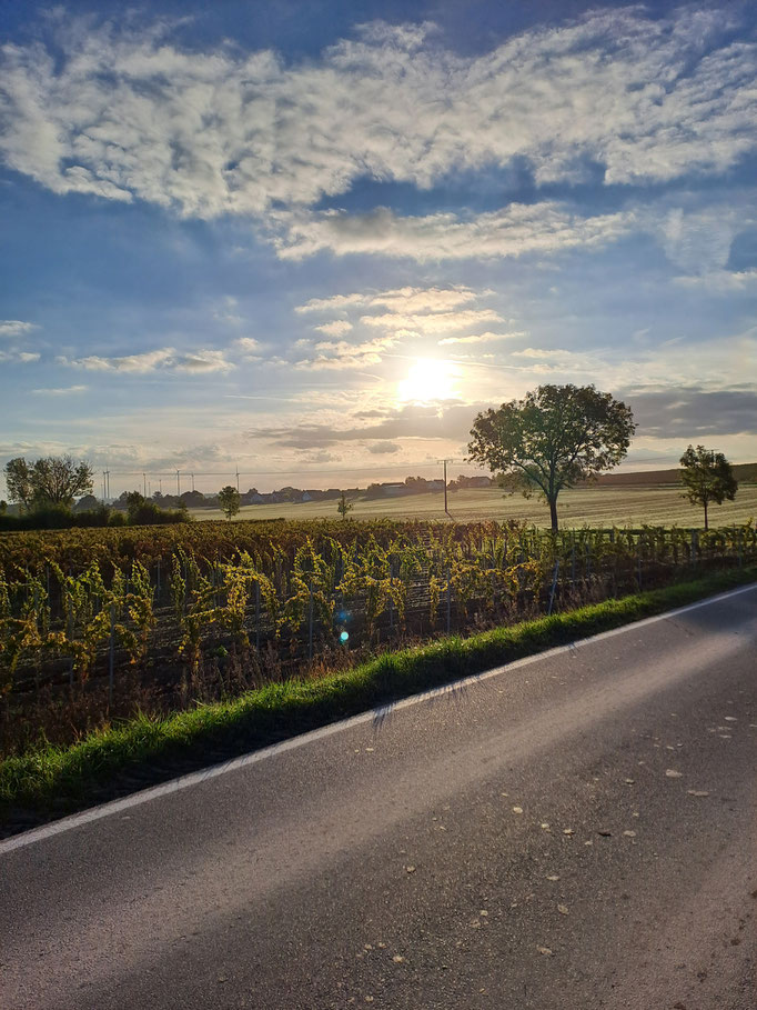 Wunderschöne Oktobersonne in den letzten Lesetagen. 