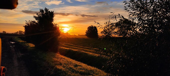 Morgenrot: wunderschön anzusehen, aber laut alten Bauernregeln eher ein Schlechtwetterzeichen, das sich leider in dieser Ernte allzu oft bewahrheitete. 