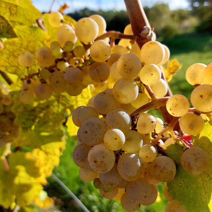 Noch einmal vollreife Rieslingtrauben. 