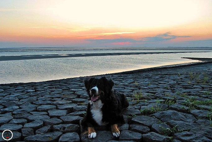 Bonny genießt den Sonnenuntergang