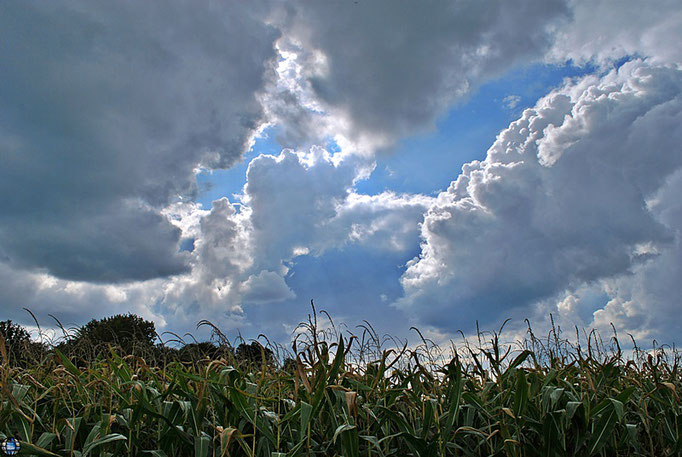 Wolken über dem Mais