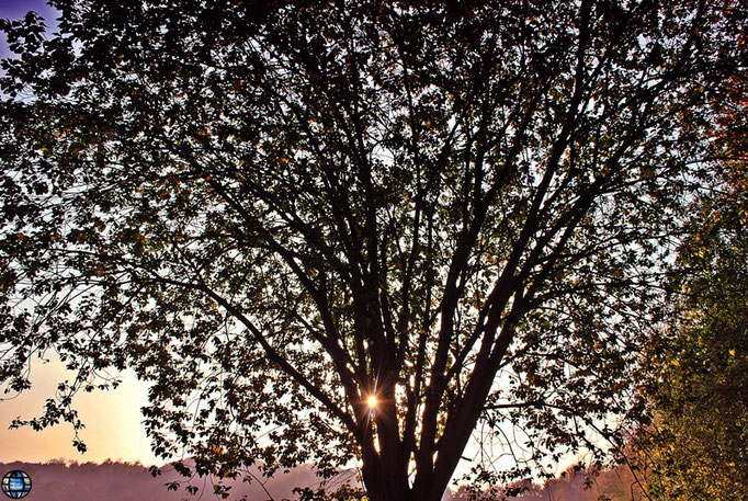 Baum mit Sonne