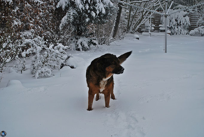  Sam hat Spaß im Schnee