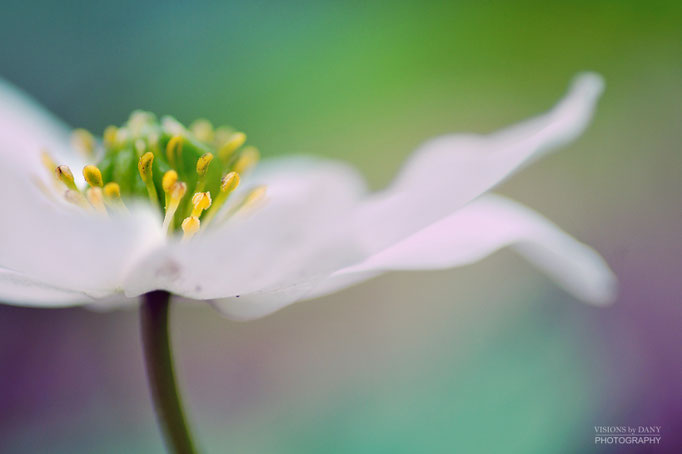 Anemone