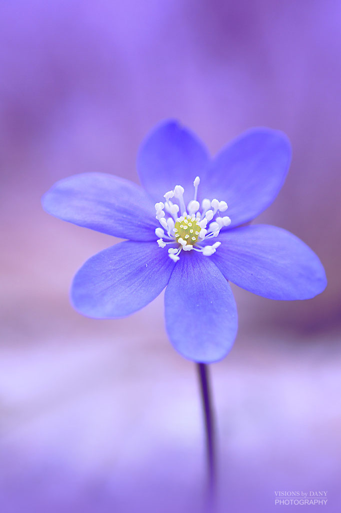 Leberblümchen