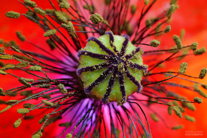 Mohn