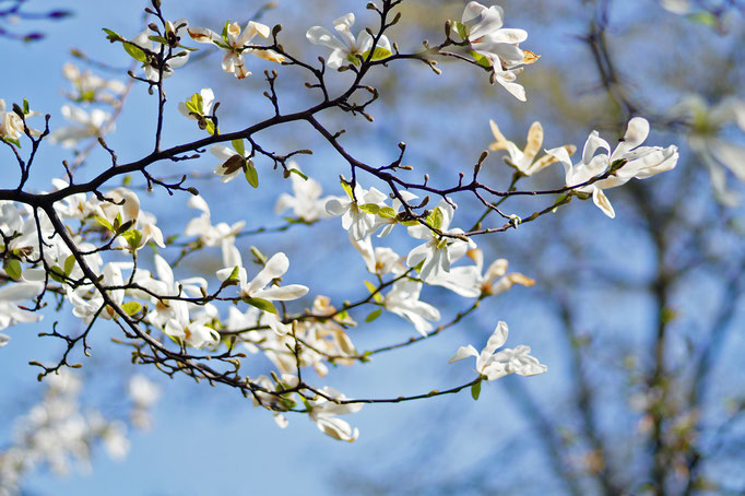 Weiße Magnolie 