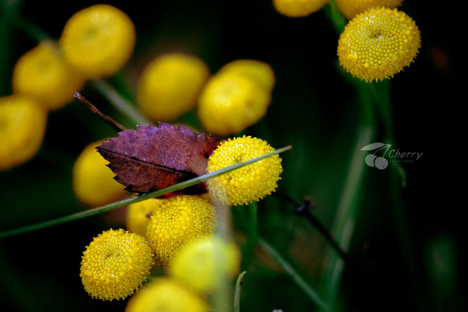 Naturbilder cherry-photography