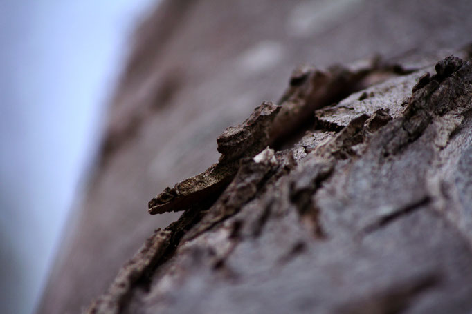 Naturbilder cherry-photography