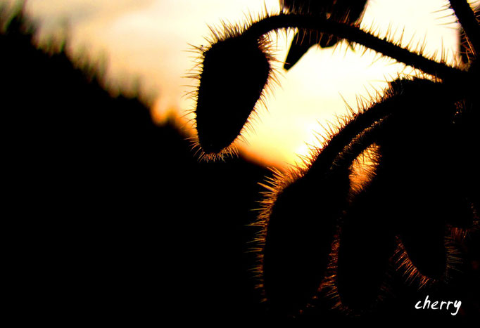 Naturbilder cherry-photography