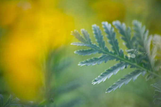 Naturbilder cherry-photography