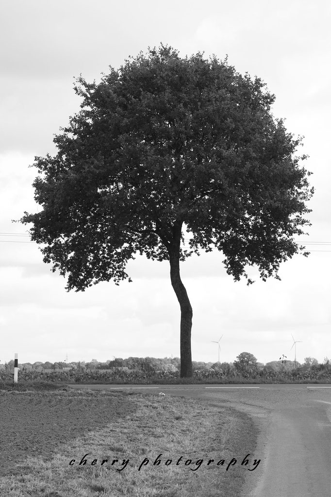 Naturbilder cherry-photography