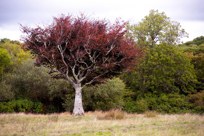 Naturbilder cherry-photography