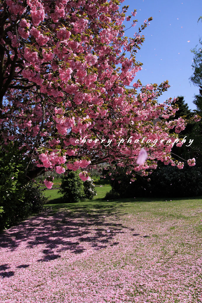 Naturbilder cherry-photography