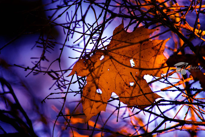 Naturbilder cherry-photography