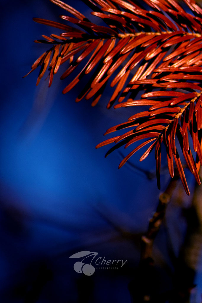 Naturbilder cherry-photography