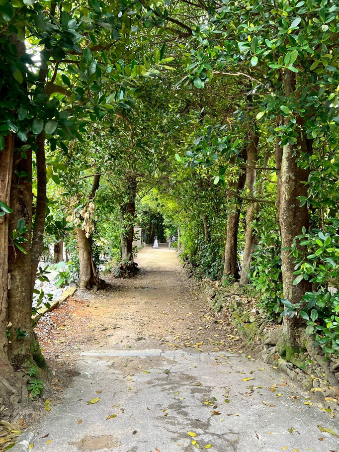 フクギ並木🌲🌲