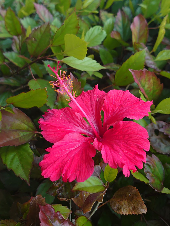 やっぱりハイビスカス🌺🌺