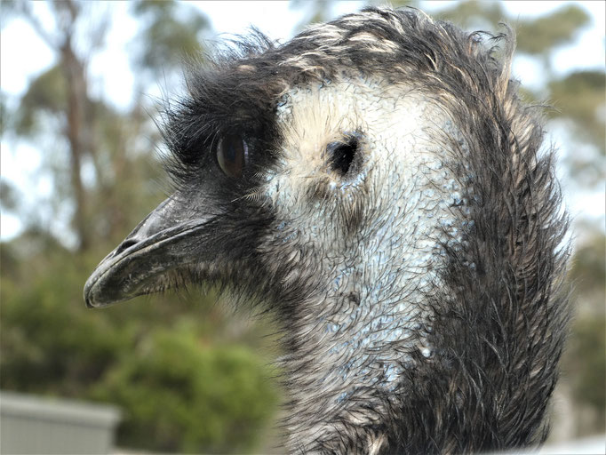 Emu