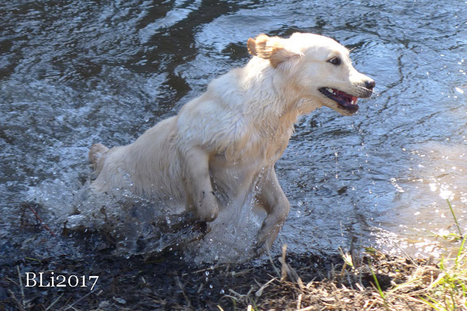 Maisie hat Freude am nassen Element gefunden