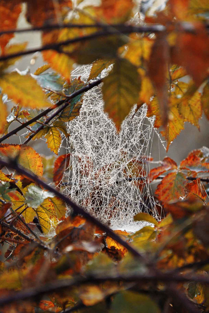 Herbstliches Spinnennetz - Prints, Poster, Naturfotografie von Malina Bura