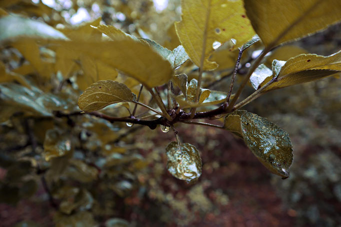 Regenspaziergang - Prints, Poster, Naturfotografie von Malina Bura