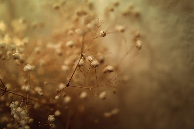 Verträumte Gräser - Prints, Poster, Naturfotografie von Malina Bura