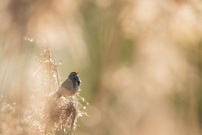 Sebastian Vogel, naturfotografie, vogelfotografie, vogel