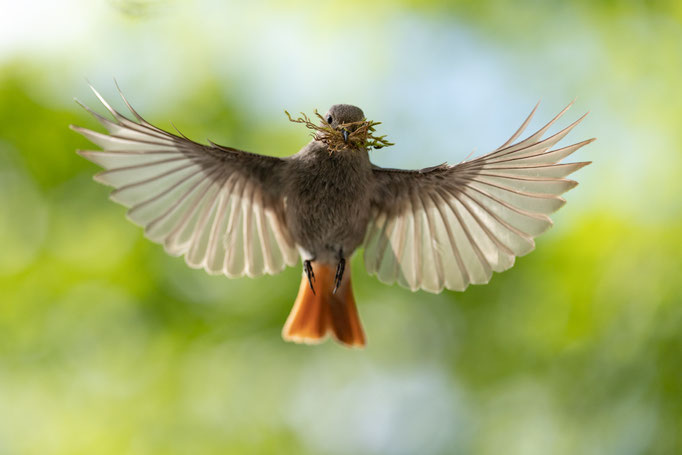 Sebastian Vogel, naturfotografie, vogelfotografie, vogel