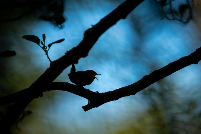 Sebastian Vogel, naturfotografie, vogelfotografie, vogel