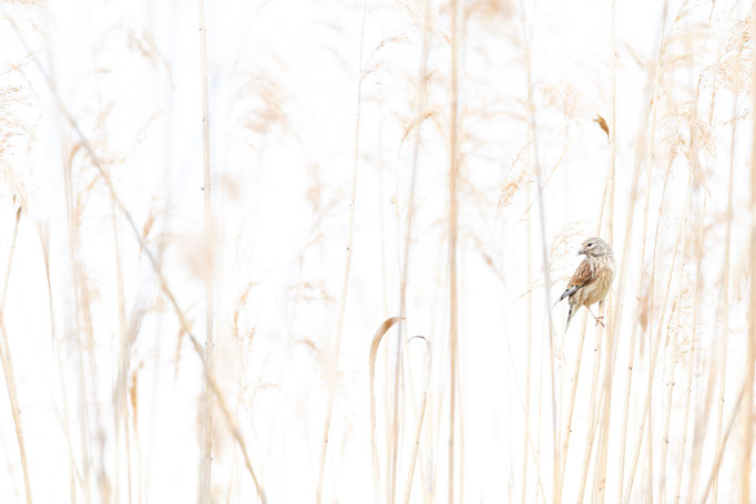 Sebastian Vogel, naturfotografie, vogelfotografie, vogel