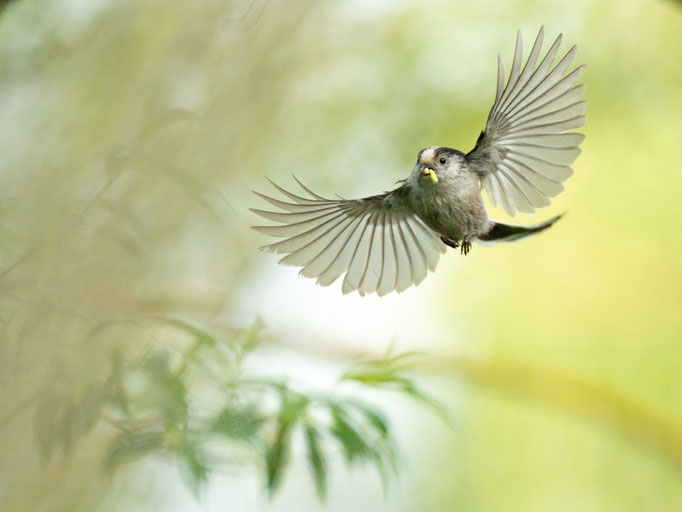Sebastian Vogel, naturfotografie, vogelfotografie, vogel